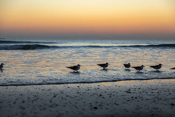 A line of seagulls stands quietly along the shoreline at Cocoa Beach as gentle Atlantic waves roll in beneath a soft sunrise sky. Warm pastel tones—shades of peach, gold, and pale orange—fade smoothly into the cool blues of the ocean, creating a calm and balanced coastal scene. The birds appear as subtle silhouettes against the reflective wet sand, reinforcing a sense of stillness and early-morning tranquility.