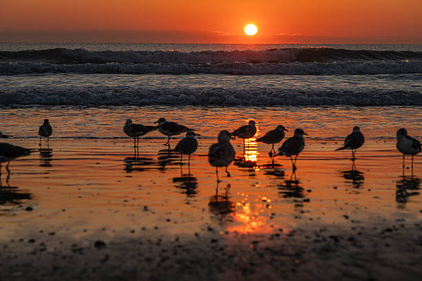 A tranquil sunrise unfolds over the Atlantic Ocean at Cocoa Beach, Florida, as the sun rises just above the horizon, casting warm golden and orange tones across the sky and reflecting on the wet sand. A line of seagulls stands quietly along the shoreline, their silhouettes mirrored on the reflective beach surface while gentle waves roll in behind them.