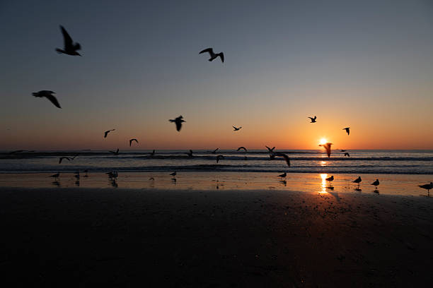 A tranquil sunrise unfolds over the Atlantic Ocean at Cocoa Beach, Florida, as the sun rises just above the horizon, casting warm golden and orange tones across the sky and reflecting on the wet sand. A line of seagulls stands quietly along the shoreline, their silhouettes mirrored on the reflective beach surface while gentle waves roll in behind them.