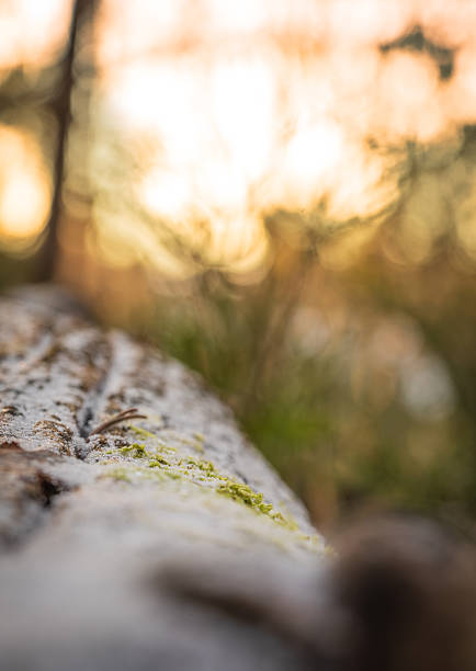 A fallen tree trunk, thickly covered in vibrant green moss, lies on a carpet of autumn fallen leaves. The rich color of the moss contrasts with the brown and yellow shades of the forest floor.