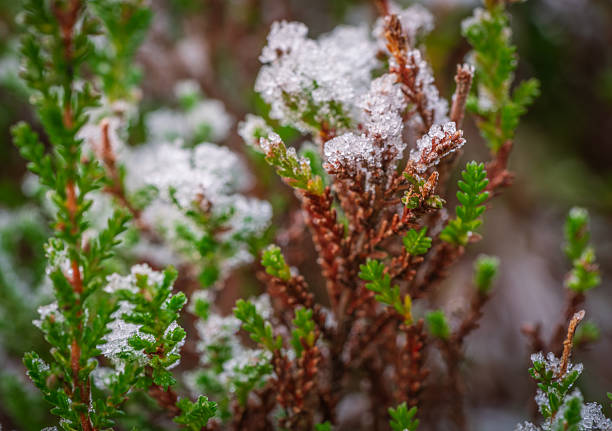 Macro close-up of green heather covered with ice crystals during early winter. Natural tundra vegetation, cold climate mood, shallow depth of field.
