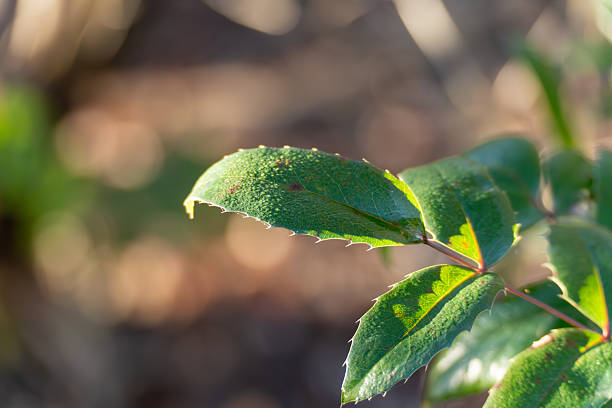 Holly green leaf