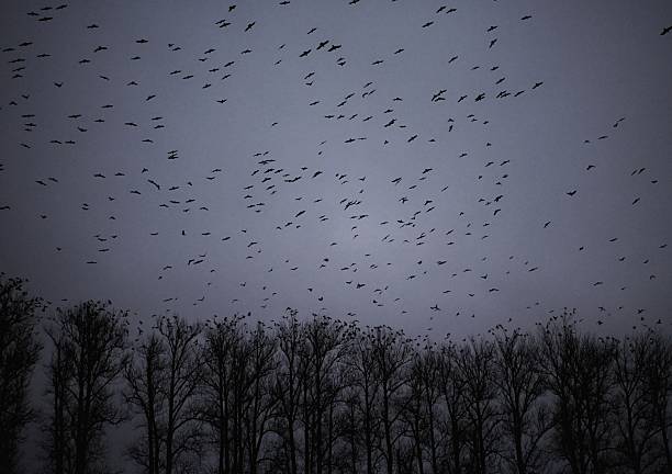 Flock of birds over trees near Supilinn area of Tartu