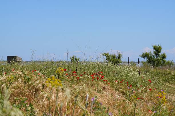 Close-up of fresh artichokes thriving in a green, sun-drenched field under a clear blue sky, showcasing a healthy crop in an agricultural setting.