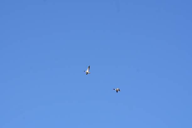 Birds flying freely with wings spread against the vast expanse of blue