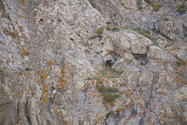 istock Wild goat climbing rocky cliff on lemnos island 2253817592
