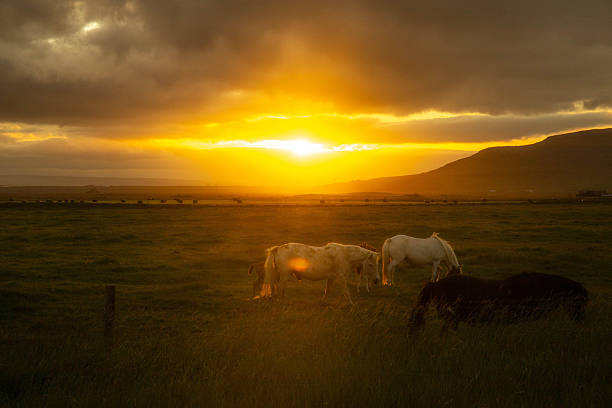 An Icelandic horses against a backdrop of mountains at sunset