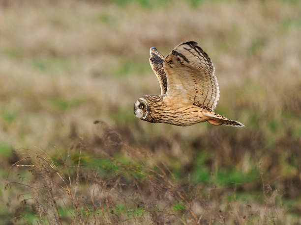 istock Short-eared Owl in Flight Washington State Brown Grass Background 2253819940