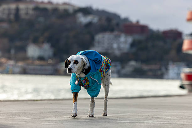 Dog wearing a sweater at the bosphorus