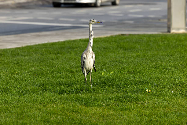 close up of gray heron bird