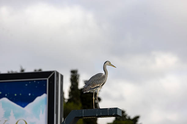 close up of gray heron bird