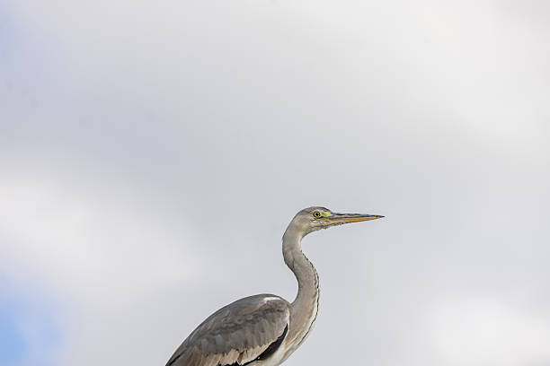 close up of gray heron bird