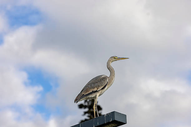 close up of gray heron bird