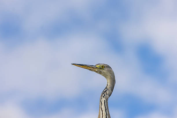 close up of gray heron bird