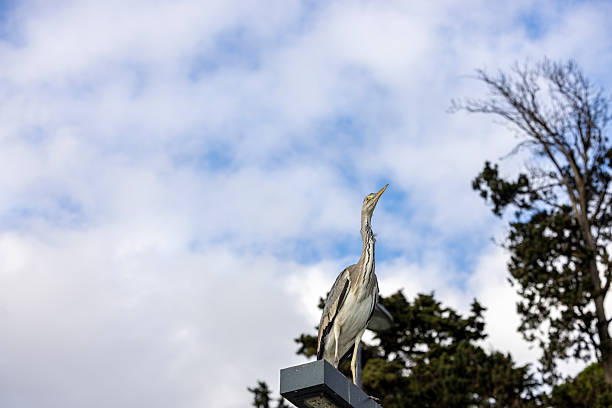 close up of gray heron bird