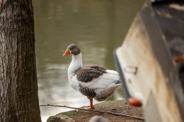 Close-up of a goose