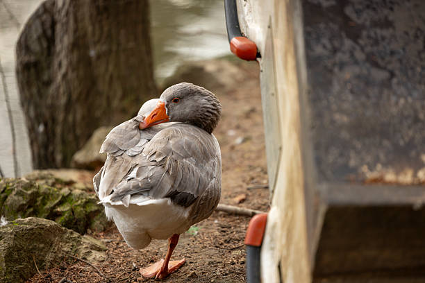 Close-up of a goose