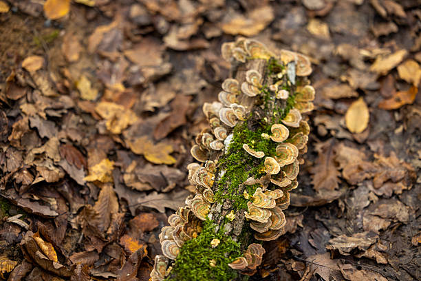 Koriolus fungus growing on tree