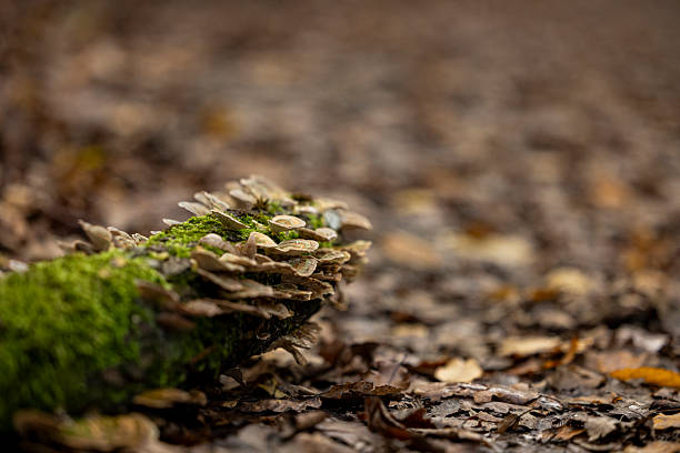 Koriolus fungus growing on tree