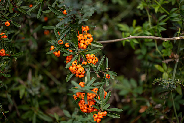 Close-up of a firethorn plant