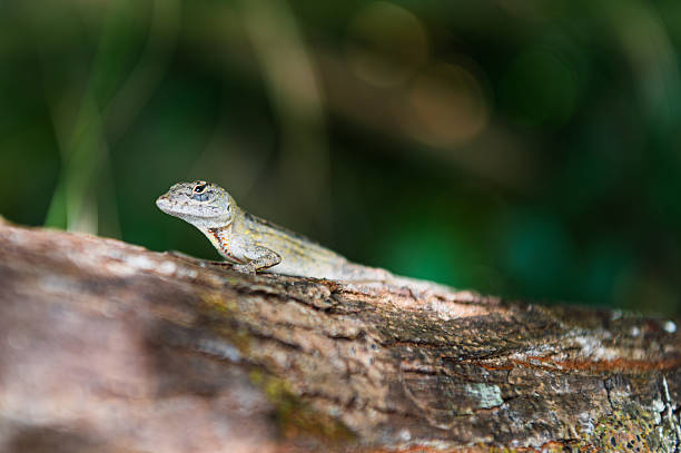 istock Little lizard looking at the camera on a tree branch, Everglades, Florida 2253820459