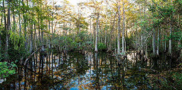 istock Panoramic view of trees around the Loop Road Scenic Drive, Everglades, Florida 2253820615