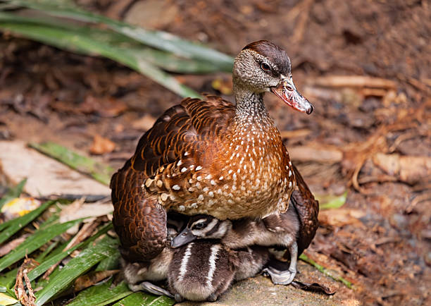 Lesser whistling duck (Indian whistling duck, Dendrocygna javanica) protecting young ducklings on forest ground, showing maternal behavior in natural wildlife habitat.