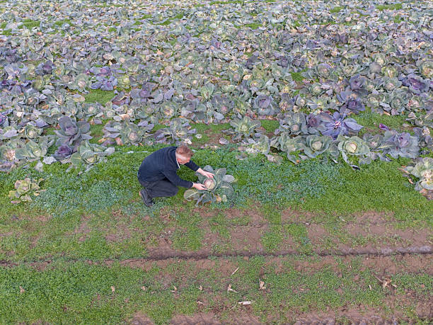 Farmer at his abundant cabbage vegetable agricultural field