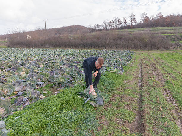 Farmer at his abundant cabbage vegetable agricultural field