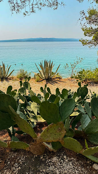 istock View of different cacti, Adriatic Sea and mountains 2253821882