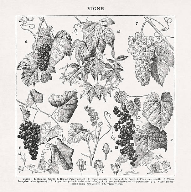 Illustration about grapevine (Vitis) by Adolphe Philippe Millot printed in a French dictionary in late 19th century.