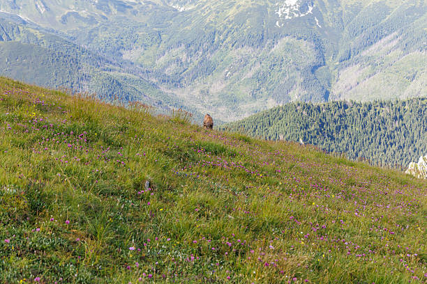 Wide shot of a mountain chamois grazing on a steep hillside overlooking a vast forested mountain landscape.