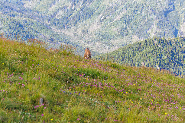 A rare mountain goat or chamois feeding in a lush flowery meadow with a deep forested valley in the background.