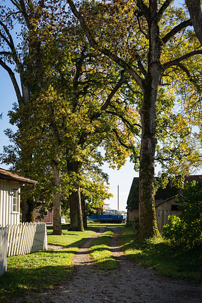 istock Serene village path lined with tall trees and rustic homes 2253823559