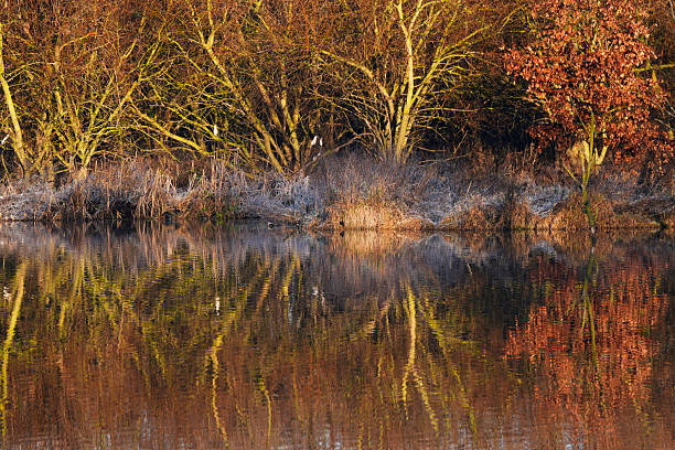 Autumn trees along the shoreline reflected in still lake water during early morning light. Warm seasonal colors, bare branches, and frosty vegetation create a peaceful natural landscape with no people.