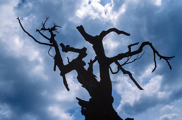 Dead tree stem at The Giant Mountains (Krkonoš in Czech) are a stunning mountain range