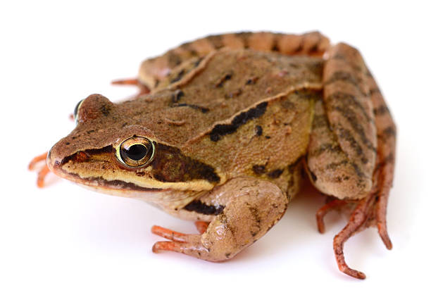 istock Common brown frog sitting isolated on white background 2253830049