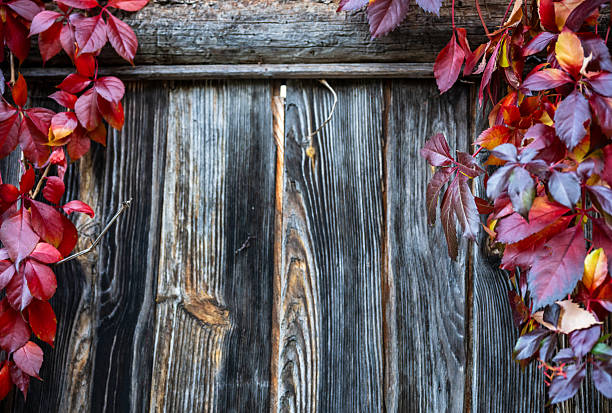 Autumn red vine leaves framing rustic wooden fence background