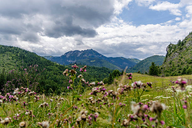 istock Dramatic Mountain Peaks View Over Wildflower Meadow 2253830653