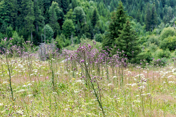 Close up of wild purple flowers and thistles blooming in a high altitude meadow with a dense evergreen forest in the background.