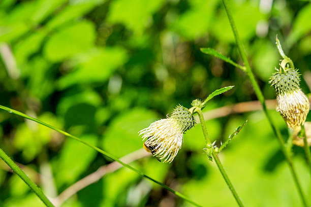 Close up of a fluffy bumblebee gathering nectar from a nodding cream colored wild thistle bloom in a lush green summer meadow.