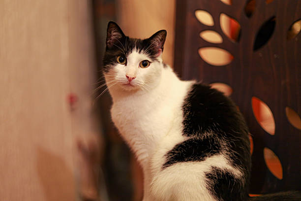Portrait of a black and white domestic cat sitting indoors in a warm, cozy home environment. The cat is looking directly at the camera, creating a calm and engaging mood. Concept of pets, animal companionship, home comfort, and everyday life with cats.
