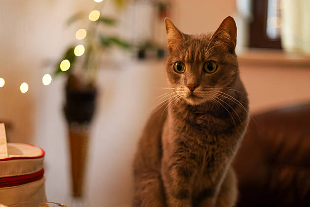 istock Gray Cat Sitting Indoors and Looking at Camera 2253831568