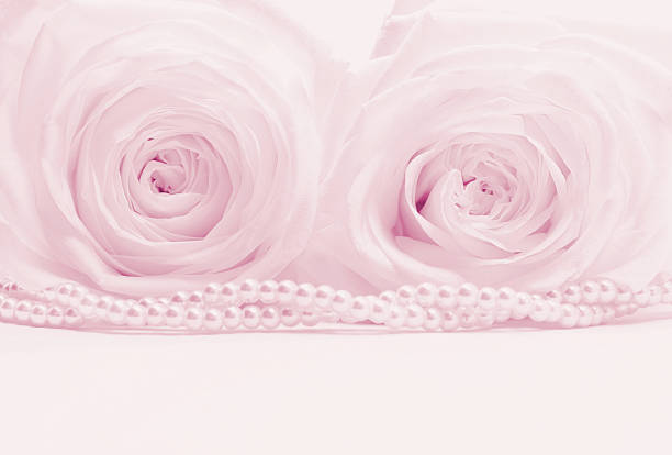 Beautiful roses with pearls toned can use as wedding background. Soft focus.
