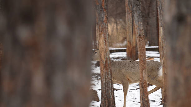 Eastern Roe Deer In Birch Forest,Greater Khingan Mountains.Hulun Buir,Inner Mongolia Autonomous Region,China,Asia.