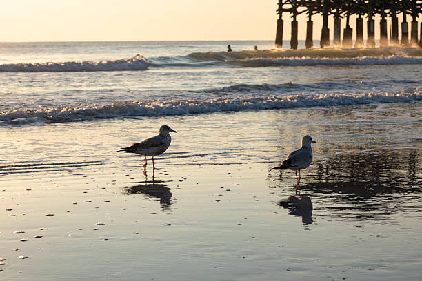istock Seagulls at Sunrise on Cocoa Beach, Florida 2253836419