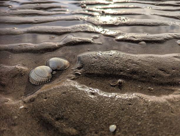 Close-up low angle view of a clam shell lying on a beach with sunlight shining on the rippled pattern in the wet sand