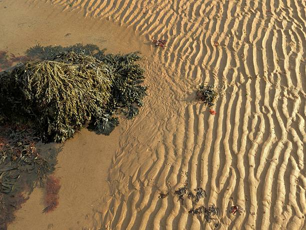 Above view of a rock pool with a covering of seaweed on a clean rippled sandy beach in Duncannon