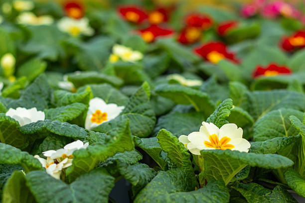 blooming primula and primrose flowers, plant natural background