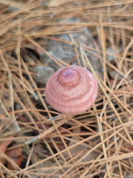 mycena rosea